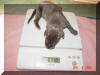 Blue Great Dane Puppies ,  Blue Great Danes for Sale , Great Dane Breeder of Blue Great Danes